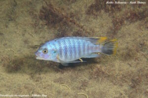 Petrotilapia microgalana